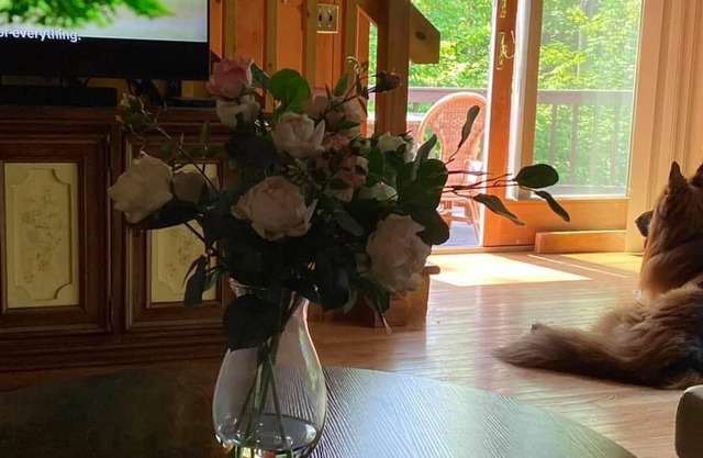 Get away to the woods of Danbury NH in this lovely, private, dogfriendly cabin.