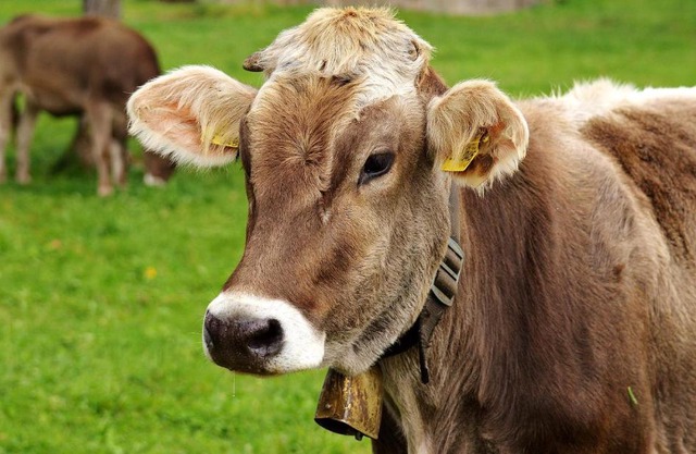 Grünes Allgäu
