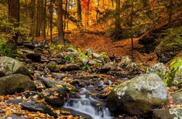 Great Place for Leaf-Peeping this Fall: Exclusively at the Hideout!