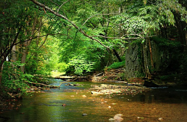 HARVEST MOON Cabin: 54 acres, family friendly, creek frontage, great fishing