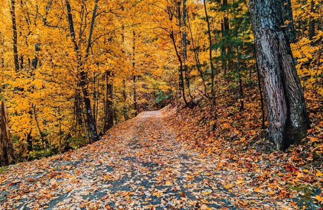 Hidden Gem, 1mi to GSMNP! King Bd+Loft, Fireplace, Treehouse Vibes & BEARS!