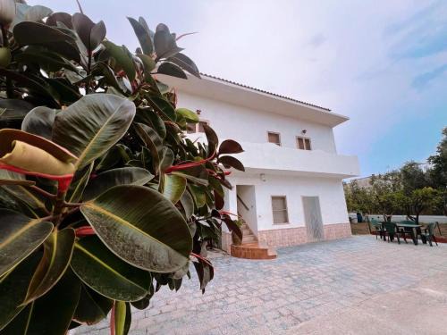 lagoAmare