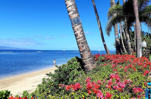 Lahaina Shores 406 Beach Front Mountain View