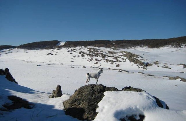 Lampe House - A cosy, pet friendly cottage at Talbingo, Snowy Mountains NSW