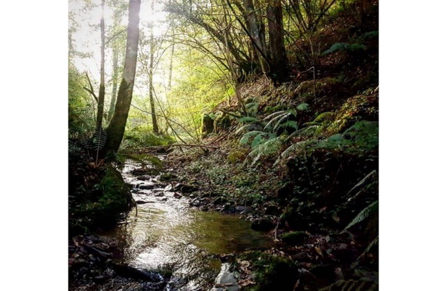 Lodging between forest and streams