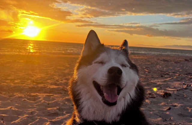 Modern beach house pet friendly