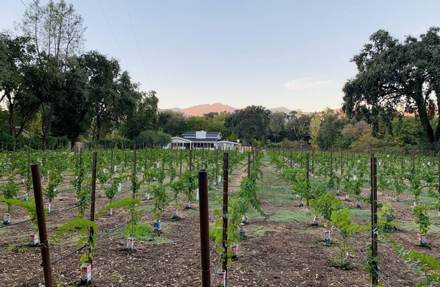 Napa Valley Vineyard Estate & Guest House w/hot tub