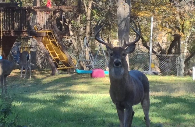 PARKLIKE YARD w/DEER ON 1ACRE 3000SQFT, SUNROOM, INDOOR HOT TUB, WiFi & INTERNET