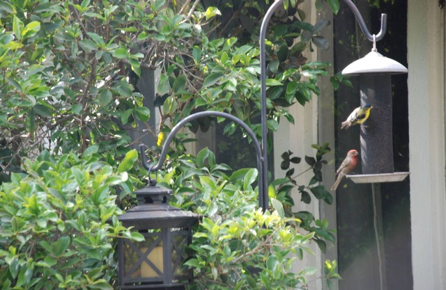 Pasadena - Birds, Butterflies and Books