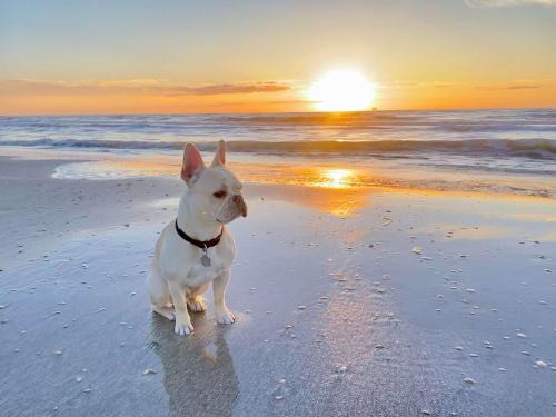 Pet & Family Friendly on the Bay