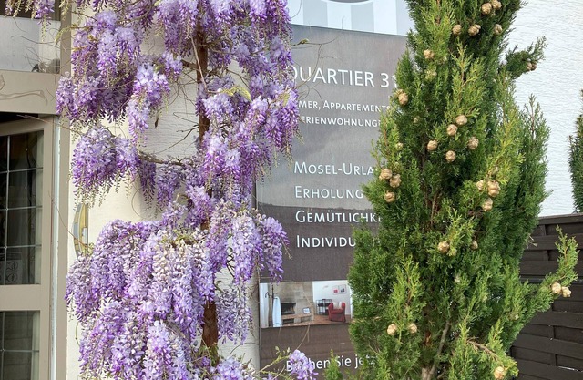 Quartier31