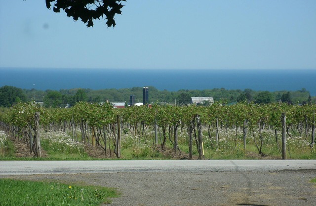 Relax among vineyards and orchards on this working grape farm.