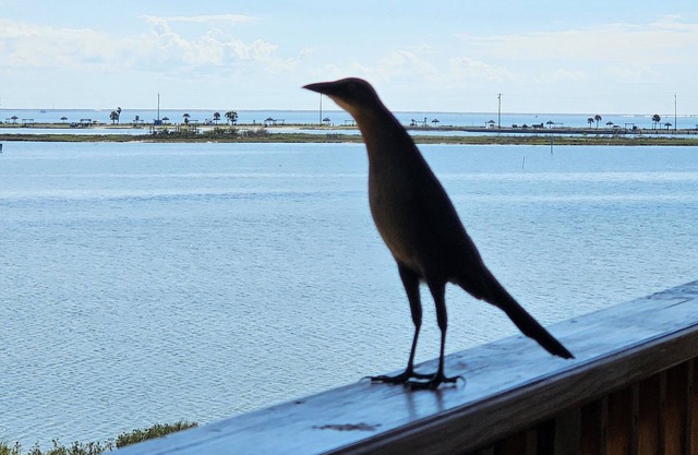 ROCKPORT'S BEST VIEW AND LOCATION! - Summer's Little Bay Getaway - On the Water!