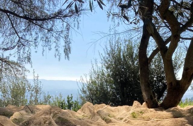 Room with mountain view and the city of Terni in a villa among the olive trees.