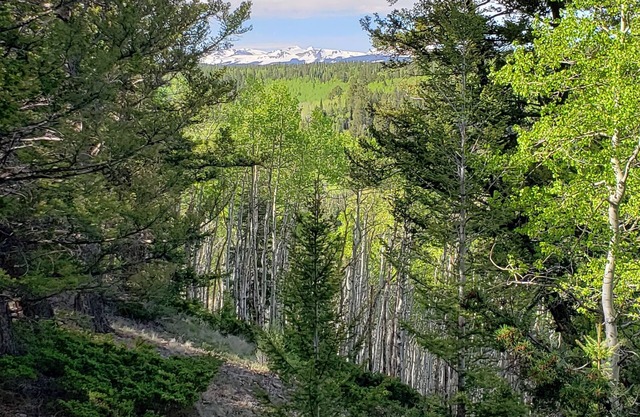 RV Lot nestled in the Aspens!