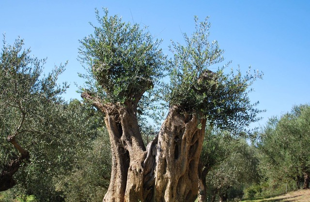 Studio geranium with terrace and view of the land planted with olive trees.