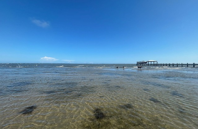 “The Cottage" Waterfront Access to Bouge Sound!