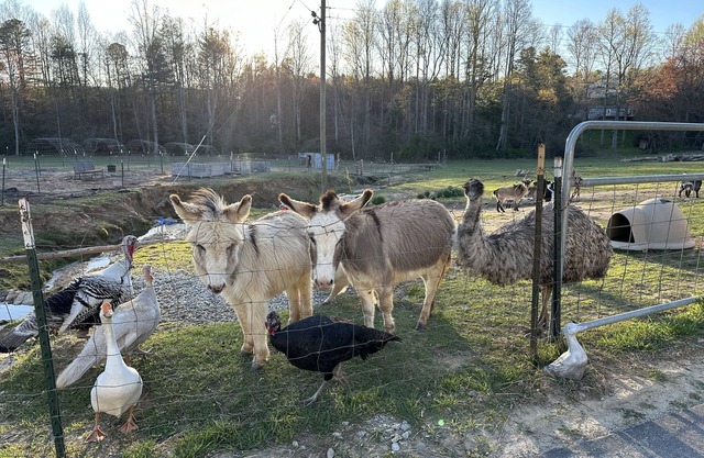 The Farmhouse Retreat- House A “Come experience life on a farm! Pet Friendly”