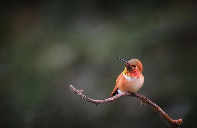 The Hummingbird Backpackers B&B (Bed 3)