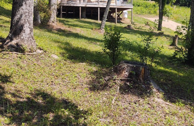 The Sawdust Cabin, quiet setting in East Tennessee!