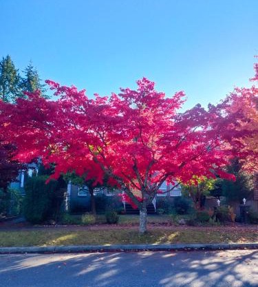 UBC High-Value House, Sleeps Up to 6 Guests