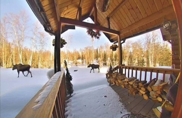 Waterfront Cabin Bungalow Private & Tranquil 13 miles from downtown Talkeetna
