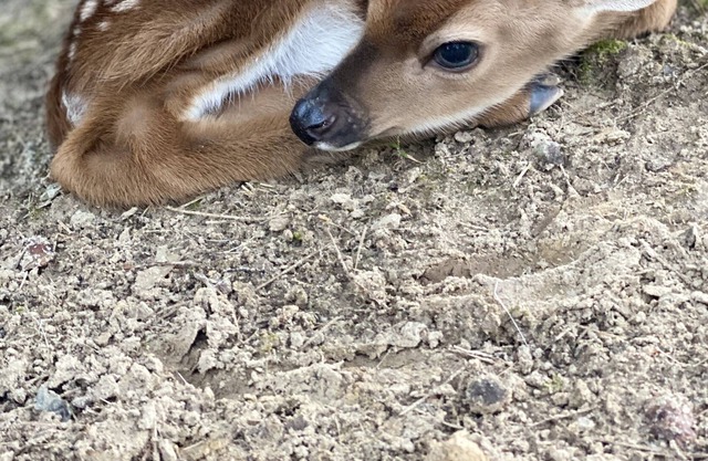 Whitetail deer ranch experience! Observe the raising and caring for of WT deer.