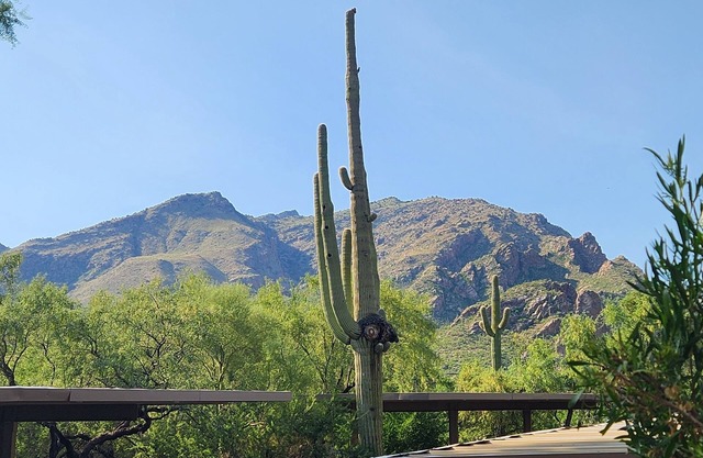 Your Serenity in a Sonoran Oasis