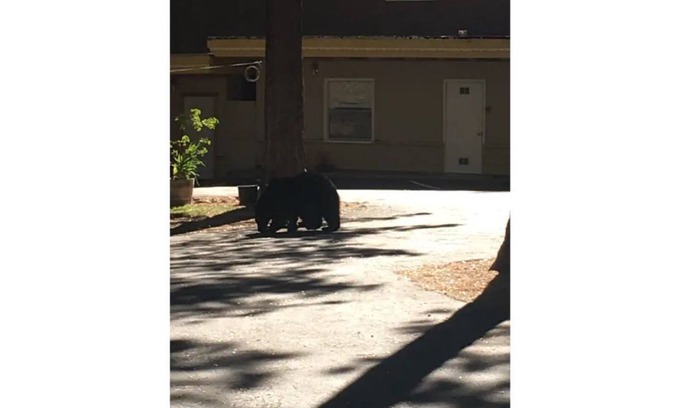 Tahoe Island Apartment | 12-The Wee Washoe pet-friendly studio, # 12