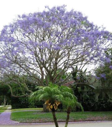 St. Petersburg - Clearwater Apartment | 1620 - 5-Room Apt. with Pool & Gardens , Near Downtown