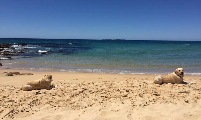 Dalmeny House | 60s beach house Dalmeny - Best Pet Friendly accommodation