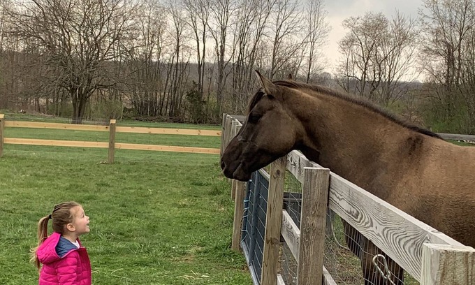 Warwick House | A One Eyed Horse farm - Historic house and ANIMAL SANCTUARY