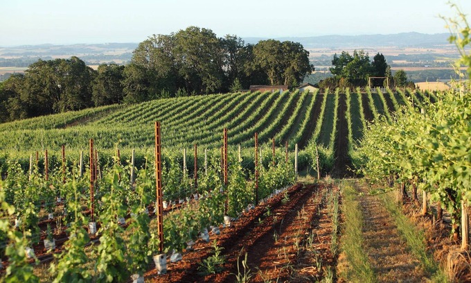 McMinnville Hotel | Affordability Meets Comfort! Pets Allowed, Near Eyrie Vineyards!