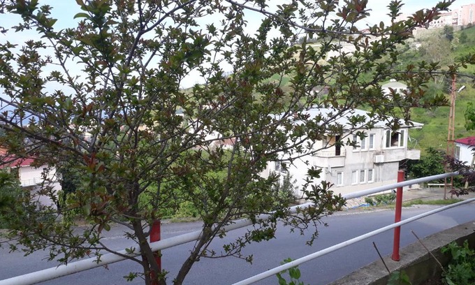 Akcaabat Apartment | Akcaabat Village House