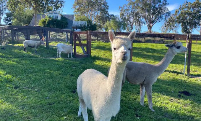 Ballard House | Anavo Farm's Stylish Sheep Retreat