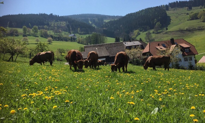 Oberried Apartment | Apartment / app. for 5 guests with 75m² in Oberried (125218)