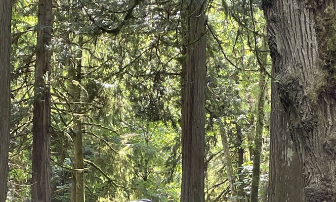 Port Ludlow House | Audrey the Vintage Airstream nestled in 6 acres of old growth forest