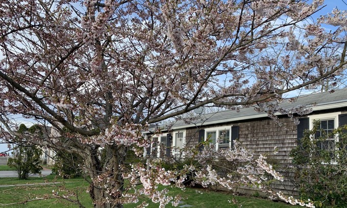 Barnstable House | Authentic Cape Cottage 50 yards from Beautiful Bay Beach!