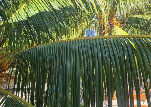 Dzilam de Bravo Hotel | Azul Cielo