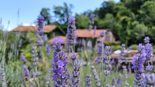 Castelveccana House | B&B Il Gattonero
