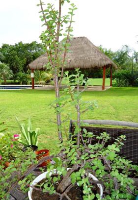 Puerto Aventuras Bed & Breakfast | B&B Mom's House
