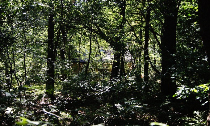 Oude Willem Villa | Beautiful Boshuis just outside Diever in the middle of National Park Drents Friese Wold