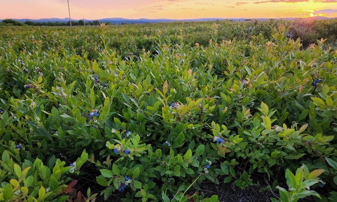 Ellsworth House | Blueberry Retreat! Camper with water, heat, ac, and power in a blueberry field