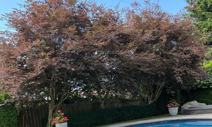 District of North Vancouver Apartment | Bright and beautiful basement suite in idyllic Edgemont Village North Vancvouver