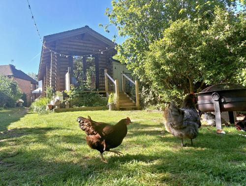 Charing House | CABIN in hosts huge garden CHILD FRIENDLY with Hens Cats firepit Marshmallows Pool