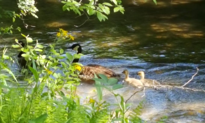 Penrose RV Rental | Campsite #2 on the banks of Crab Creek, tent camping near Dupont State Forest!