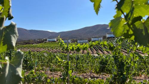 Valle de Guadalupe Hotel | Castillo Toscana Hotel Boutique