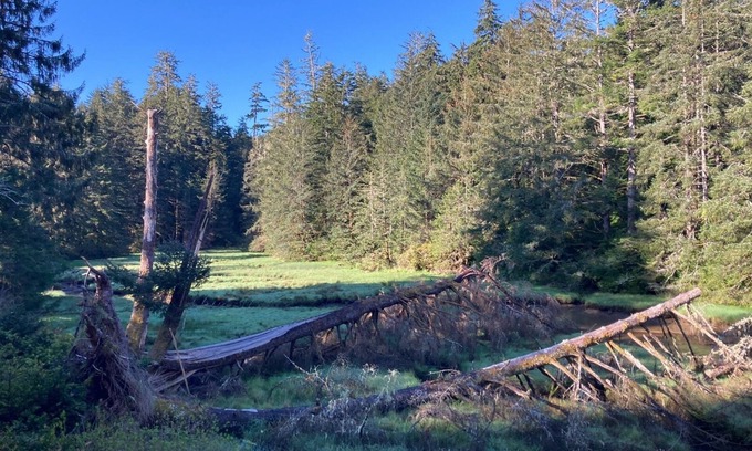 Waldport House | Charming two bedroom cottage placed among the trees just outside Waldport