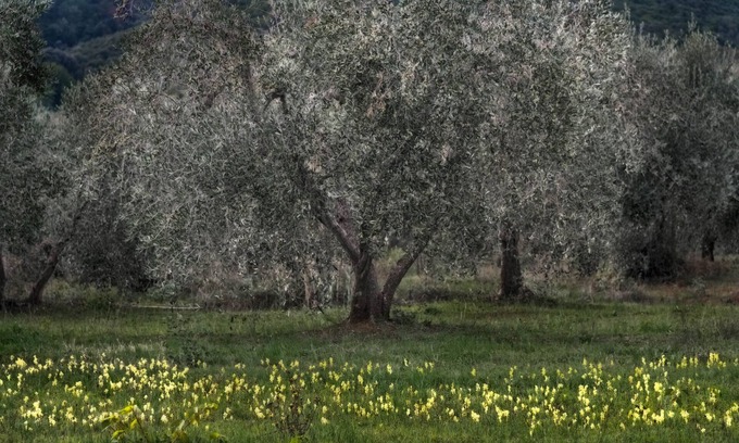 Gavorrano House | Cozy country house surrounded by olive trees.