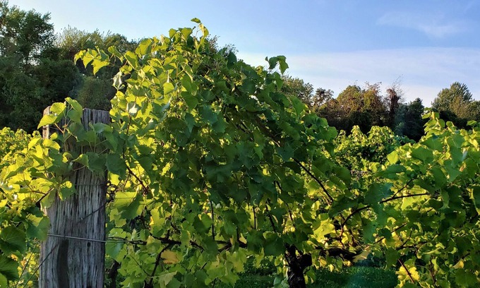 Stevensville House | CRESTWOOD HOUSE - Rustic Ravine Glam in the Heart of Lake Michigan's Vineyards.